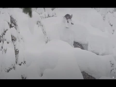 Leanne Pelosi—2021 Full Part