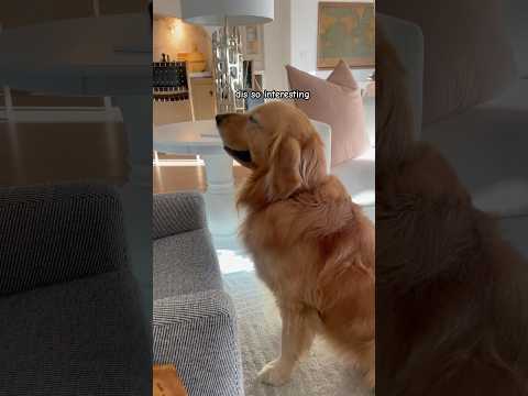 Wallys thinkin that’s gonna happen to him 🤣🤪 #neighbors #dog #funny #crazy #deer #anxiety #doechii
