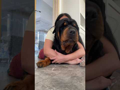 what gonna happen?! #shorts #trending #viralvideo #video #rottweiler #pets #viralshorts #puppy
