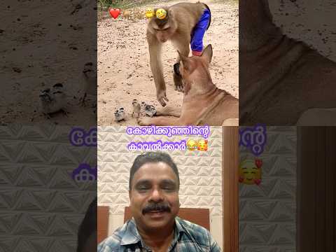 Cute Puppy&Monkey😍കോഴിക്കുഞ്ഞിന്റെ കാവൽക്കാർ😂 #pet #monkey #love #chicken #ytfeed #viral