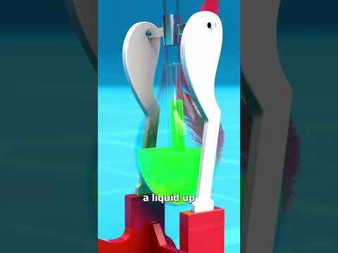 How The Drinking Bird Works 🤔