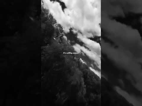 SZA – Big Boy (Lyrics) | “It’s cuffing season I need a big boy, I want a big boy” | Aesthetic #sza