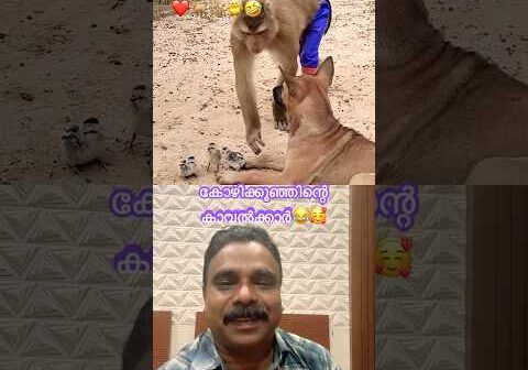 Cute Puppy&Monkey😍കോഴിക്കുഞ്ഞിന്റെ കാവൽക്കാർ😂 #pet #monkey #love #chicken #ytfeed #viral