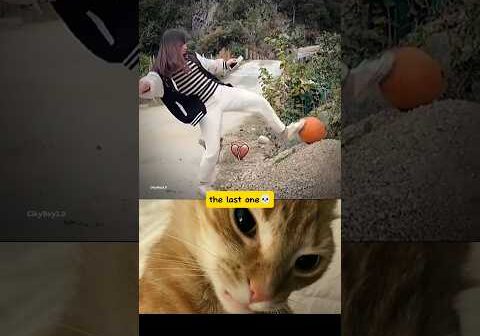 Guess what’s gonna happen next? ☠️😂#funny #reaction #cat #memes #shorts