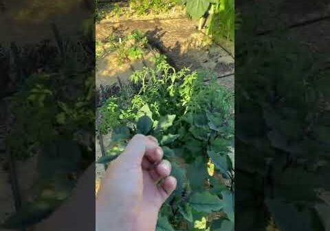 Why I cut my seeds before I plant them
