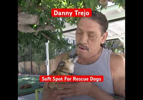 Tough guy Danny Trejo’s soft spot for rescue dogs